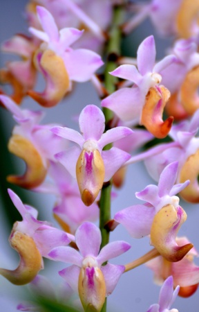Close-up of a tropical wild orchidの写真素材