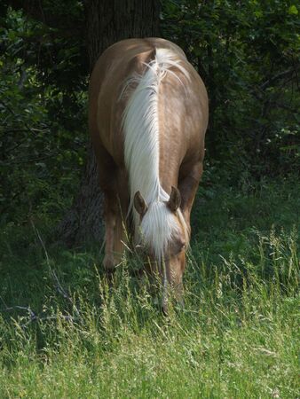 palominoの写真素材