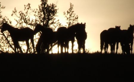colt sillouetteの写真素材