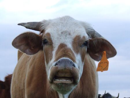 funny cowの写真素材