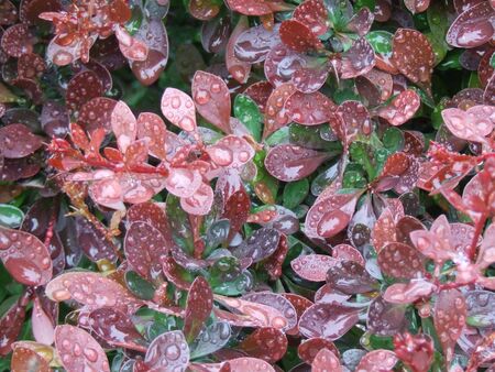 Dew on red flower bush with water droplets in gardenの写真素材