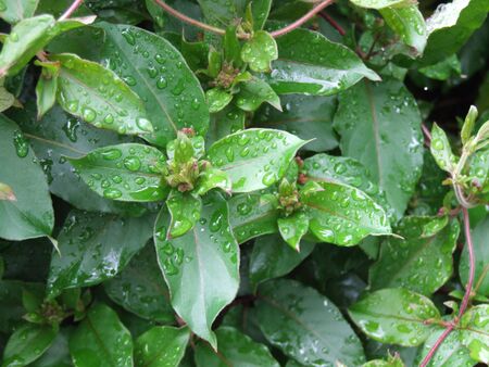 dew on honeysuckle bush with water droplets in gardenの写真素材