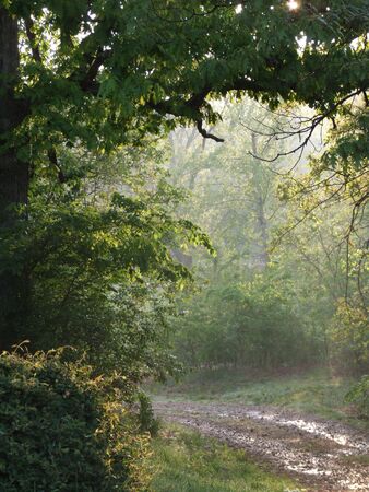 Nature path through trees in the country at sunrise with rays of light and mist under tree archの写真素材