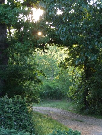 Nature path through trees in the country at sunrise with rays of light and mist under tree archの写真素材