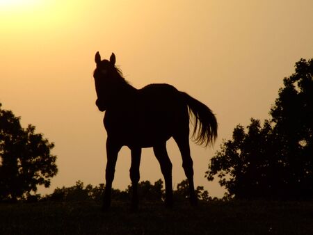 Horse sunset silhouette; A horse silhouette at sunset, sundown, sunrise の写真素材