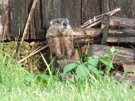 wildlife: woodchuck standing in natural settingの写真素材