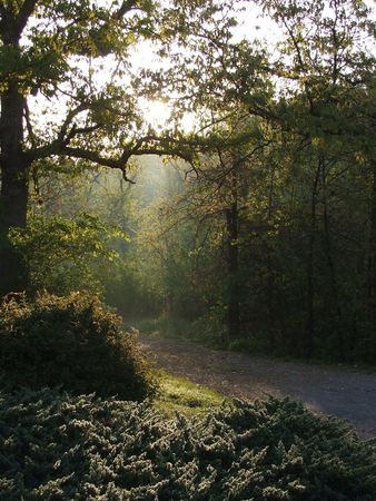 Nature path through trees in the country at sunrise with rays of light and mist under tree archの写真素材