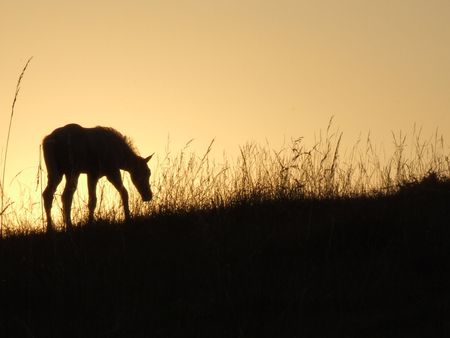 new born foal in first morning lightの写真素材