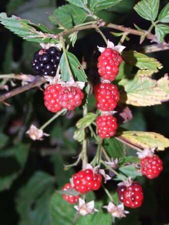 berries; fresh nutritional blackberries/raspberries on vineの写真素材