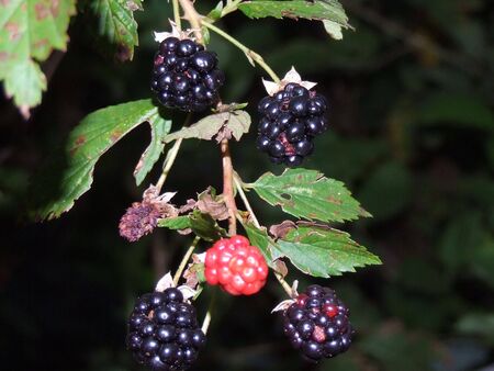 berries; fresh nutritional blackberries/raspberries on vineの写真素材