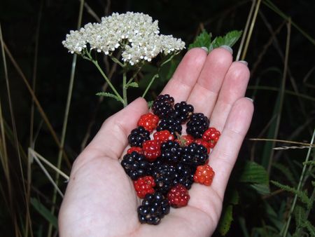 berries; fresh berries in handの写真素材