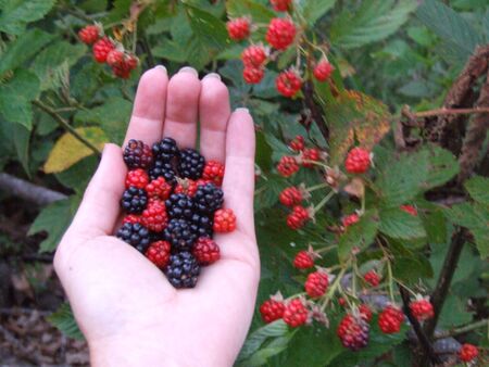 berries; fresh berries in handの写真素材
