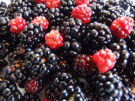 berries, close up of fresh berriesの写真素材
