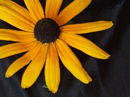 sunflower background isolated on blackの写真素材