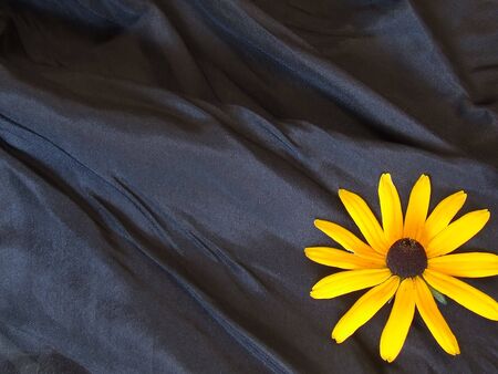 sunflower background isolated on black の写真素材