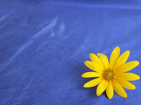 sunflower background isolated on blue の写真素材