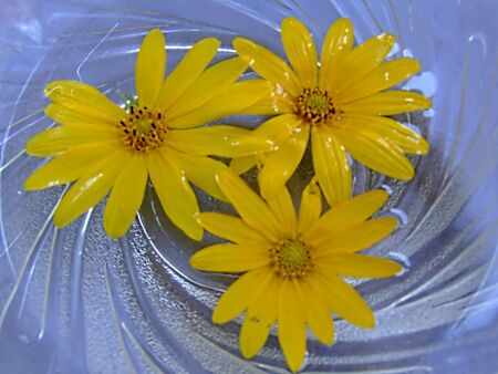 sunflowers backgroundの写真素材