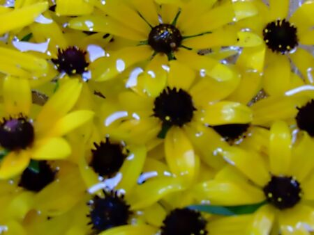 sunflowers backgroundの写真素材