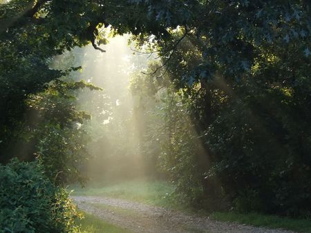 Misty sunlight lighting a forest trailの写真素材
