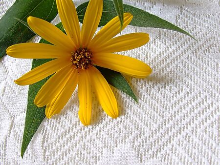 Daisy on laceの写真素材