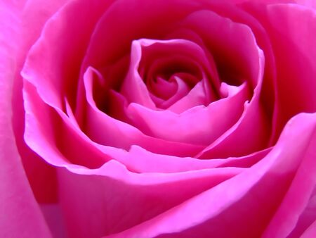 Beautiful roseの写真素材