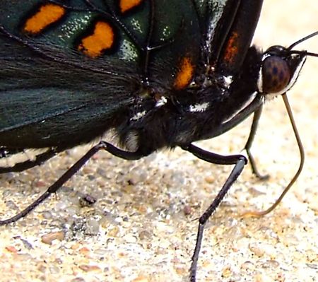 butterflyの写真素材