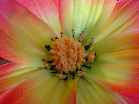 flowerの写真素材