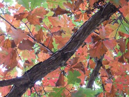 autumn leavesの写真素材