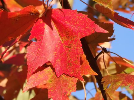 red leavesの写真素材