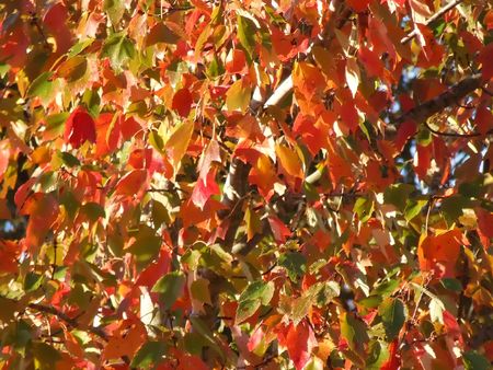 leavesの写真素材