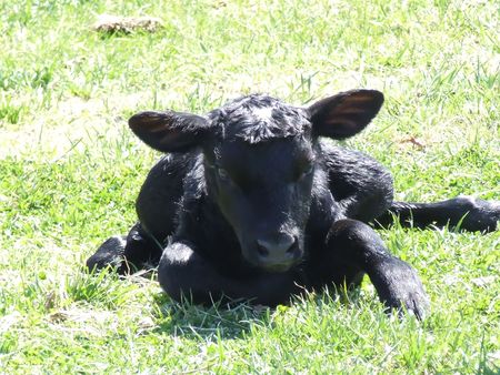 newborn Angus calfの写真素材
