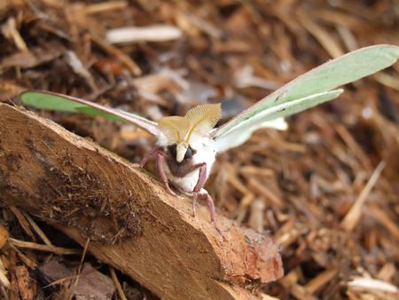 Macro of luna butterflyの写真素材