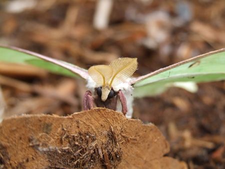 Macro of luna butterflyの写真素材