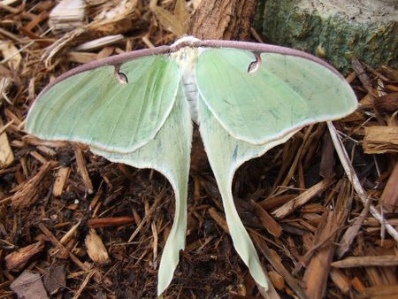 Luna butterfly with wood backgroundの写真素材