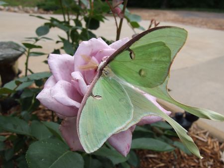 Luna butterfly on roseの写真素材