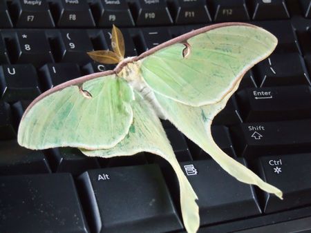 Butterfly on keyboardの写真素材