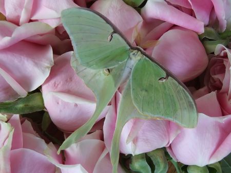 Butterfly on bed of rosesの写真素材