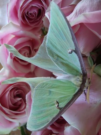 Butterfly on bed of rosesの写真素材
