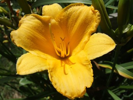 macro of bright yellow flowerの写真素材