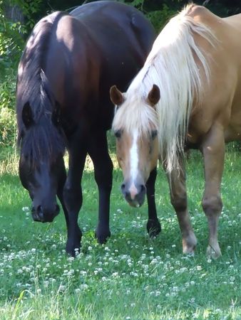 a pair of horses standing side by side in a clover field looking into the cameraの写真素材