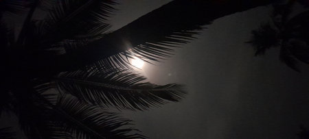 This image captures a silhouette of a palm tree against a bright moonlit sky. The contrast creates a...