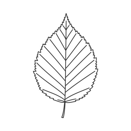Clean vector line art illustration of a single botanical leaf, featuring delicate veins and serrated edges, isolated for versatile graphic design use.のイラスト素材