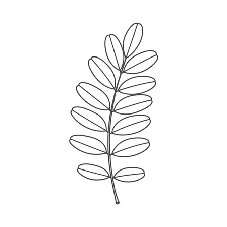 A simple, elegant line art drawing of a fern or leafy plant branch, ideal for nature, ecology, organic, or decorative design projects. Clean and versatile illustration.のイラスト素材