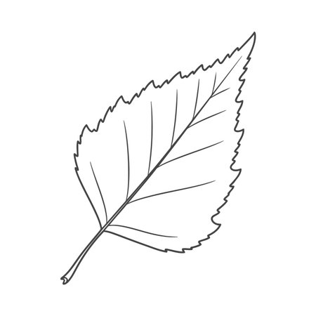Stylized black and white outline illustration of a single leaf, highlighting its natural vein structure and serrated edge. Ideal for nature, ecology, or botanical themes.のイラスト素材