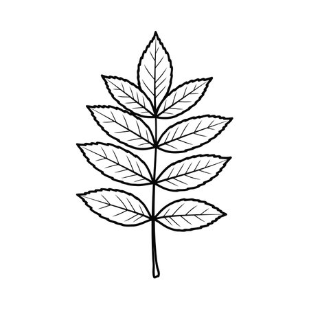 Minimalist black outline drawing of a compound leaf with multiple leaflets, isolated. A versatile botanical graphic for nature designs, educational content, and decorative elements.のイラスト素材