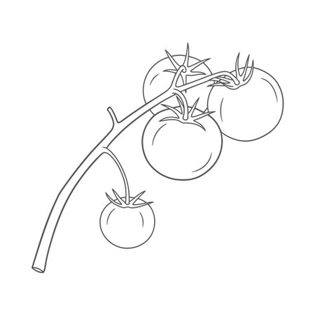Simple vector outline of fresh tomatoes on a vine. Ideal for educational content, recipe books, healthy eating, organic produce, or food-related designs. Clean line art graphic.のイラスト素材