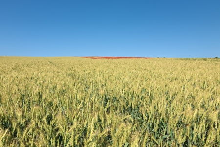 Sunny day on agricultural land の写真素材
