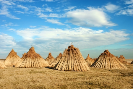 Stacks of reed during the harvest.の写真素材