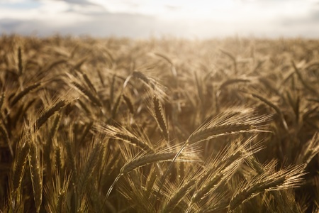Crops of barley illuminated by the sunの写真素材