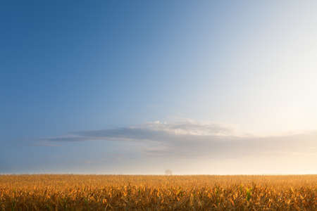 Landscape of plain areas in the early morning